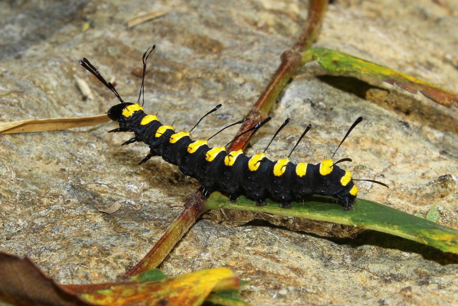 Larva di Acronicta (Jocheaera) alni